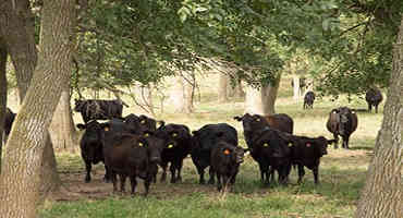 Forecasted Heat Warnings May Cause Cattle Issues