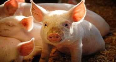 Reducing the pork industry’s carbon footprint