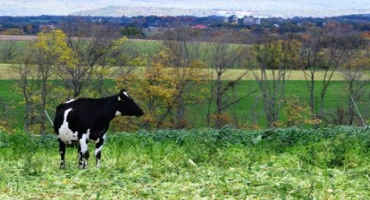 Managing to Get More Milk and Profit from Pasture