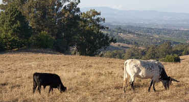UCCE Advisors Promote Targeted Grazing To Reduce Wildfire Threat