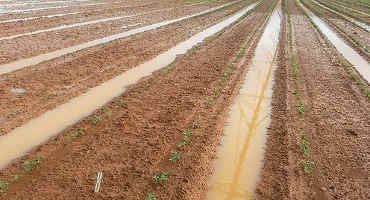 Rain Stunts Peanut Crop, Creates Perfect Conditions for Vegetable Diseases