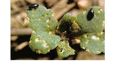 Favourable conditions for flea beetle in Sask.