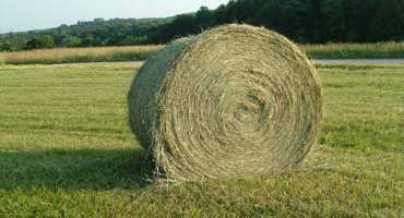 Haying Pastures Likely Not the Cure for Depleted Forage Supplies