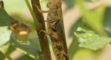 Grasshoppers Cause Issues in Seedling Cotton