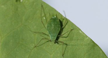 It’s Time to Watch For Pea Aphids in Alfalfa