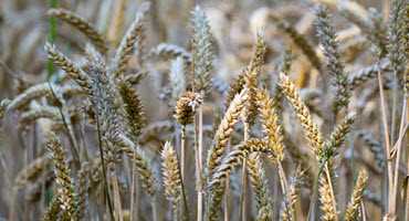 CFIA alerted about GM wheat in Alberta