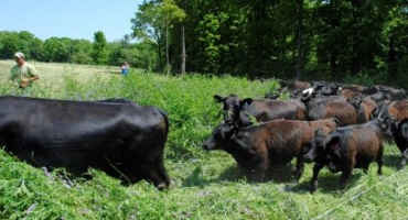 Grazing Crop Residues and Cover Crops