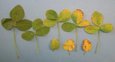 It’s Probably not Frogeye Leafspot and no Brown Spot IS NOT an Economically Important Disease