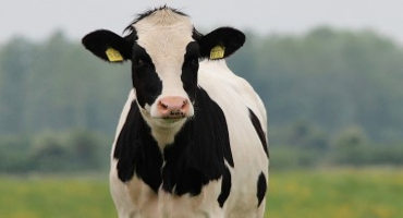 Raising Dairy Beef Steers in New Hampshire
