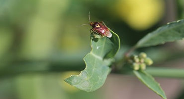 Watch For Lygus Bugs in Field Peas