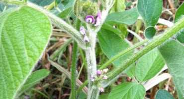 U.S. soybeans beginning to bloom