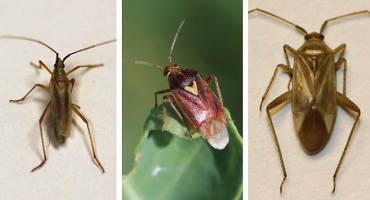Plant Bugs: What’s the Difference?