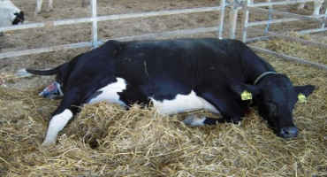 Is Calving Stressful in Dairy Cows?