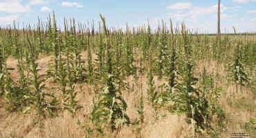 Common Mullein, an Invasive Weed on Nebraska’s Horizon