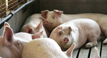 Pork producers fret over recent USDA report