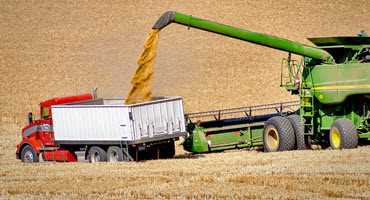 Winter wheat harvest passes halfway mark
