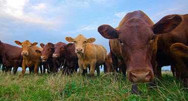 Manitoba cattle pass the test