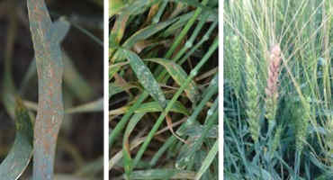 Leaf Rust, Powdery Mildew and FHB Developing in Winter Wheat