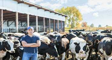 Grants available for New York dairy farms