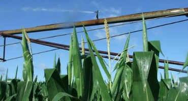 July Corn Irrigation Management