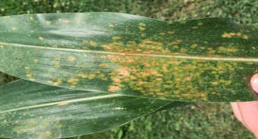 MU Extension Confirms First Report of Southern Rust in U.S. this Season