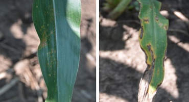 Eyespot and Anthracnose Leaf Blight Developing in Corn