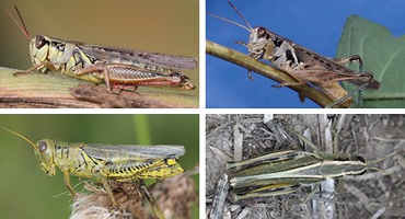 Watch for Grasshopper Population Outbreaks