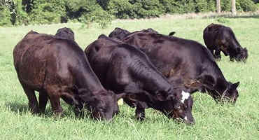 Study Looks at Cow’s Adaptability to Drought, Heat Stress