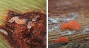 Watch for Gall Midge Larvae in Soybean
