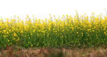 Mustard can help with pest control