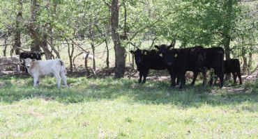 BioZyme Offers Solutions to Help Producers Alleviate Heat Stress in Their Cattle During Hot Summers