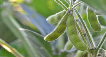 U.S. soybean pods increase by 15%