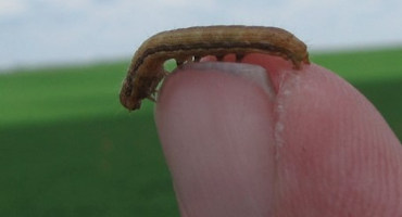 True Armyworms Continued