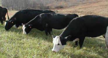 Our Best Winter Forage May be Stockpiled Fescue