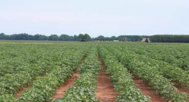 Odd Weather Conditions Leave Cotton Producers Concerned