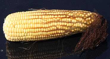 U.S. corn crop entering dough stage
