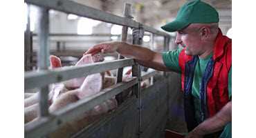 U.S. pig farmers will receive relief
