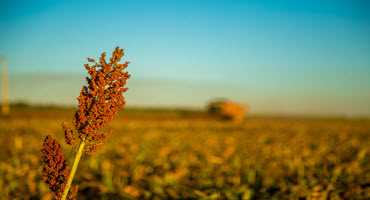Sorghum receives biofuel approval