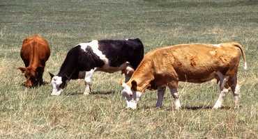 Programs to manage forage shortages  