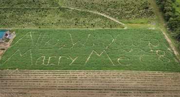Farmer uses corn maze for wedding proposal