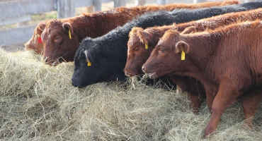 Starting Newly Weaned Calves on Feed