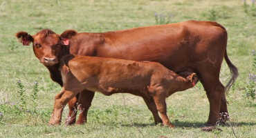 Increasing Retention of May Calving 2-Year Old Heifers in the Cowherd