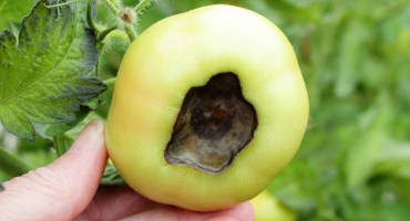 Controlling Blossom-End Rot in Tomatoes