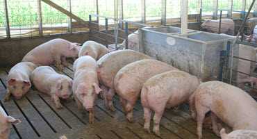 Residents raise a stink over hog farm