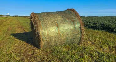 Know the Feeding Value of Ditch Hay