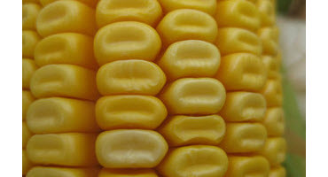 U.S. corn crop beginning to dent