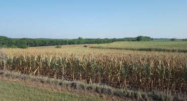 Drought-Stressed Corn: A Feed Opportunity