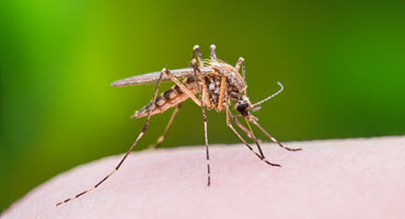 Protecting yourself from West Nile on the farm