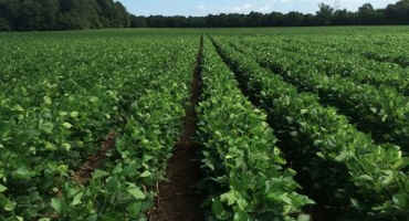 Trade Tariffs Initiate Soybean Market Shift, Cause Concern