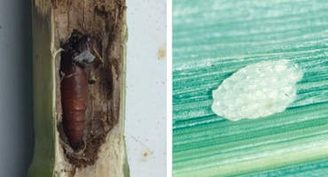 Watch for Second Generation European Corn Borer Adults and Egg Masses